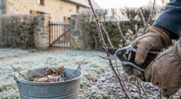 Rosiers malades au printemps ? Cette taille de janvier méconnue les protège vraiment, mais personne n’ose la faire