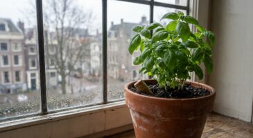 Stop au basilic qui fane en hiver : ce petit bouchon que peu de jardiniers utilisent change tout chez vous