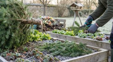 Vous alliez le jeter : ce sapin de Noël peut en fait devenir l'allié inattendu de votre potager cet hiver